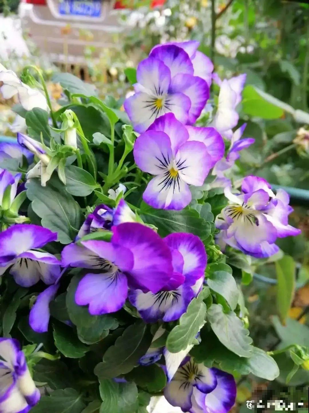 三色堇简直是开花机器,一盆能开3个色,阳台开出花彩虹! 三色堇简直是开花机器,一盆能开3个色,阳台开出花彩虹!