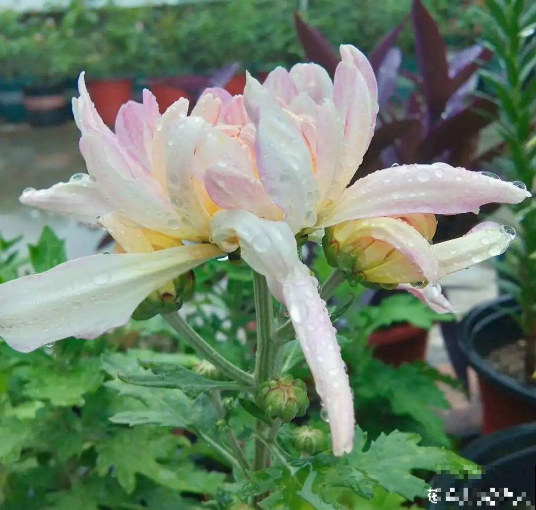 大家都爱养的花，其实只能秋天种，错过季节养不活！