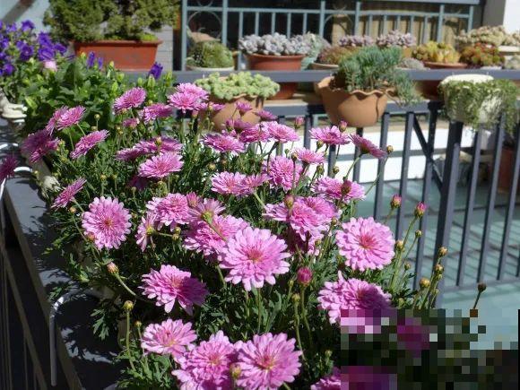 秋天的院子,养点喜欢的花,乐得自在 秋天的院子,养点喜欢的花,乐得自在