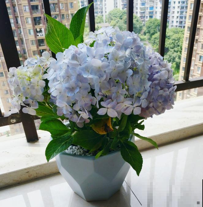 家里有这4种花，现在千万别修剪，剪了就不开花了！