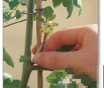 西红柿、玉米……埋土里，7天长成小森林，结出果子一大筐！