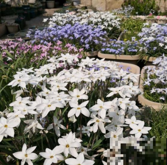 种花赚钱？要是有块地，真的发财了！