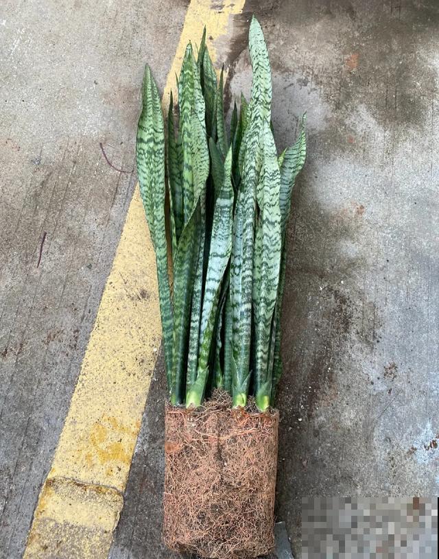 8种花换盆,换好了生一堆,换错立马死! 8种花换盆,换好了生一堆,换错立马死!