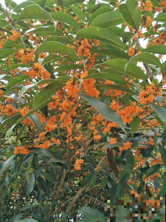 家里养桂花,初秋不要修剪,花芽都被剪没了 家里养桂花,初秋不要修剪,花芽都被剪没了