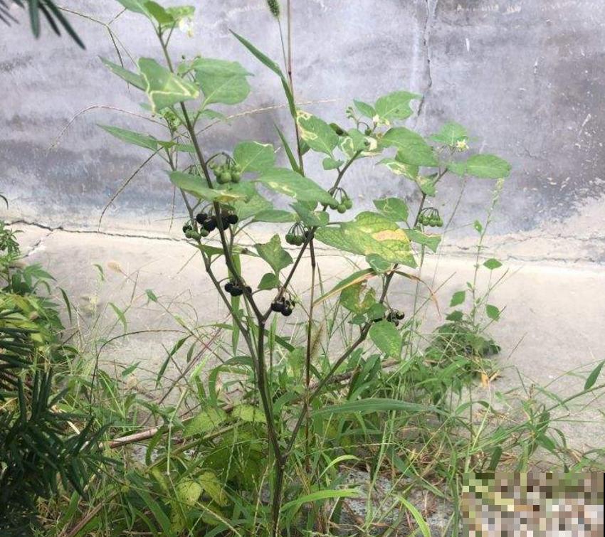 龙葵在家也能种，果子一批接一批长，赚大了！