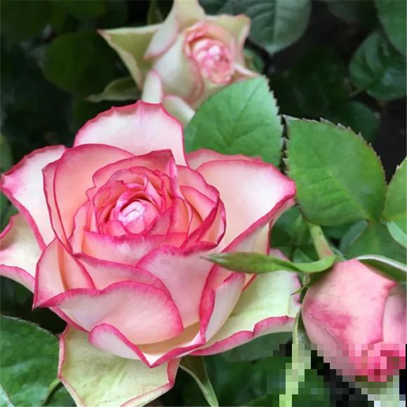 月季开花多，花期长，家里养正合适