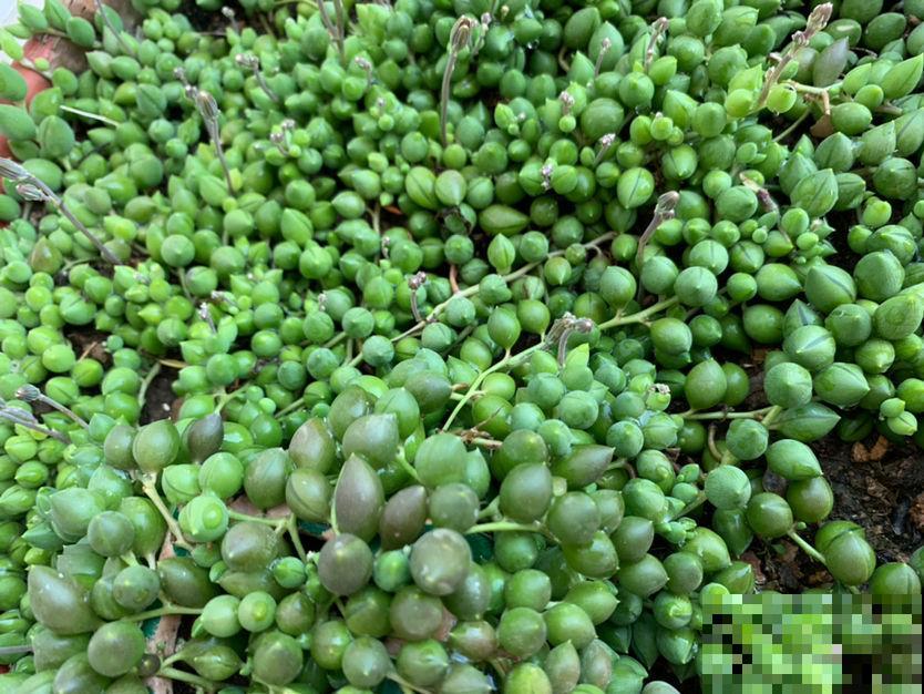 养盆珍珠吊兰,一段枝条平放土上,很快长出嫩根 养盆珍珠吊兰,一段枝条平放土上,很快长出嫩根