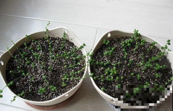 扦插这些花,只需摘几片叶子,生根太容易! 扦插这些花,只需摘几片叶子,生根太容易!