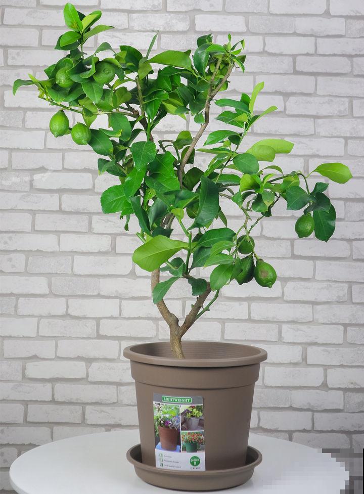 秋天在家养柠檬，杀菌还能净化空气，一棵就能满屋飘香