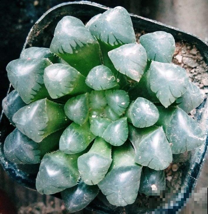 家里养玉露，扣个塑料瓶，立马水晶透亮