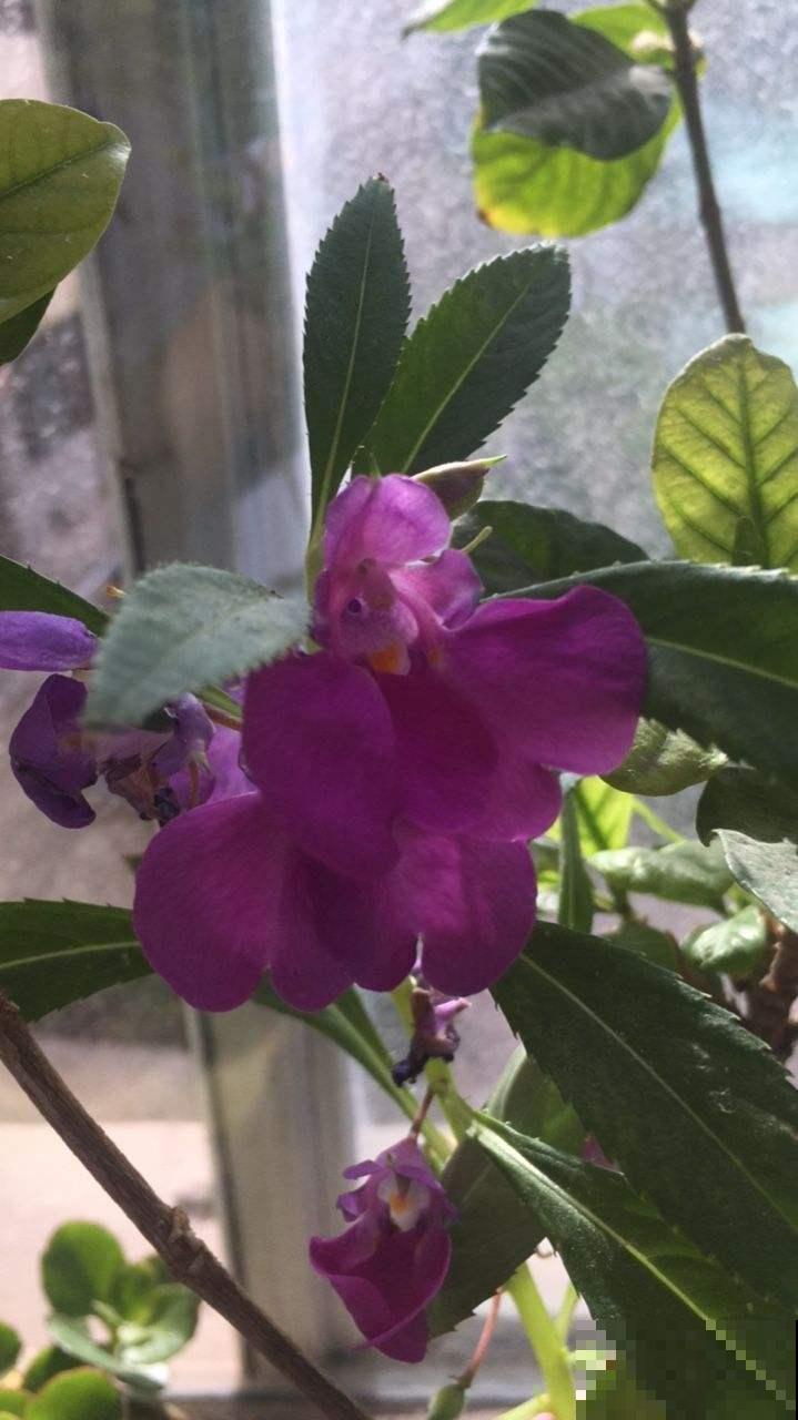 夹竹桃有剧毒？凤仙花委屈：这个锅我不背！