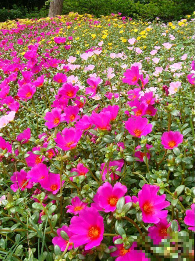 可以自生自长的花,种子掉土里就活,不用管开不停! 可以自生自长的花,种子掉土里就活,不用管开不停!