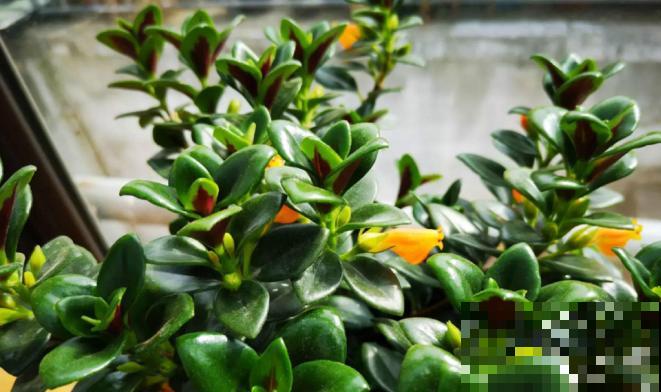 特俊的金鱼吊兰，金灿灿的，花朵一开就是一年！