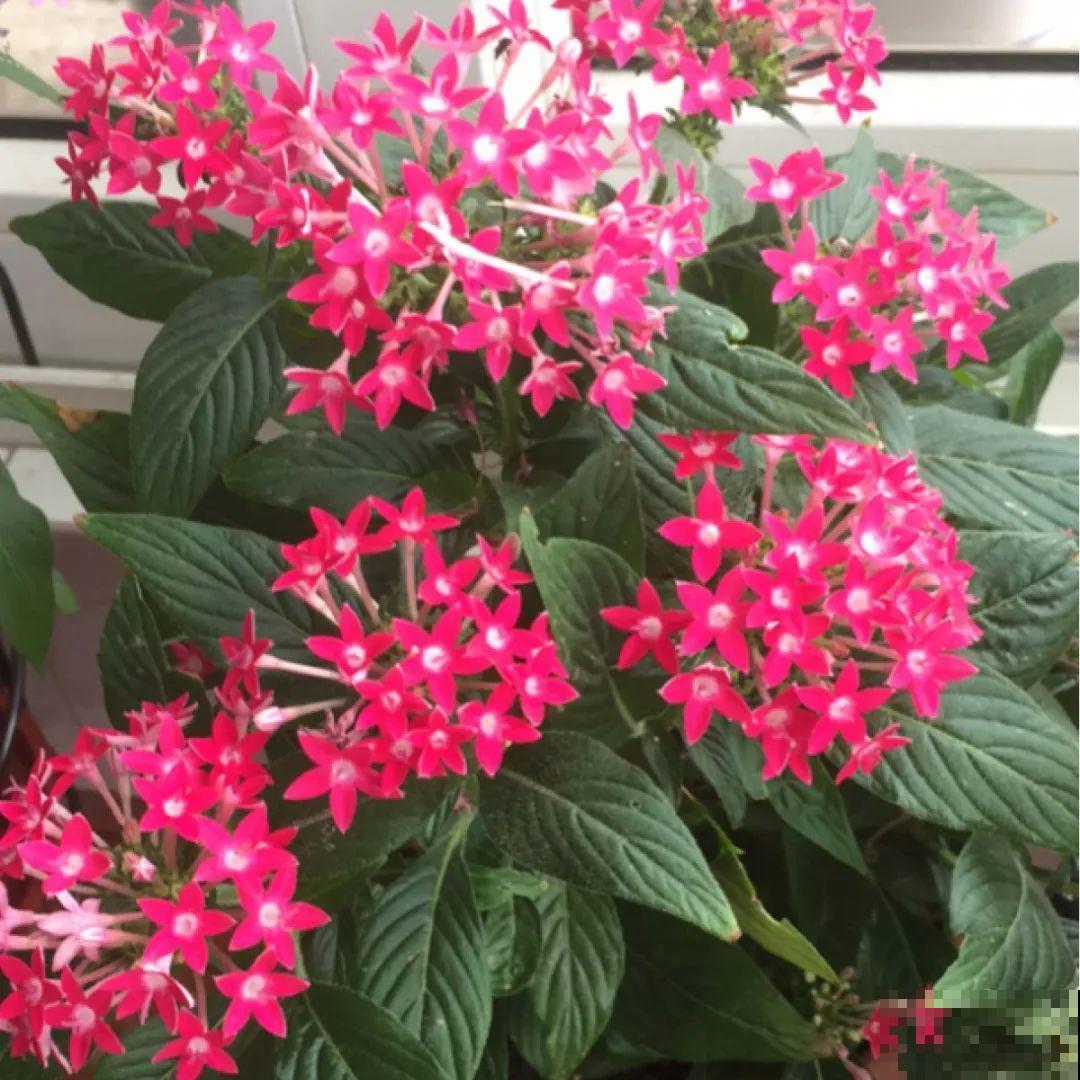 看图猜花名，100道题，测你的养花天分！