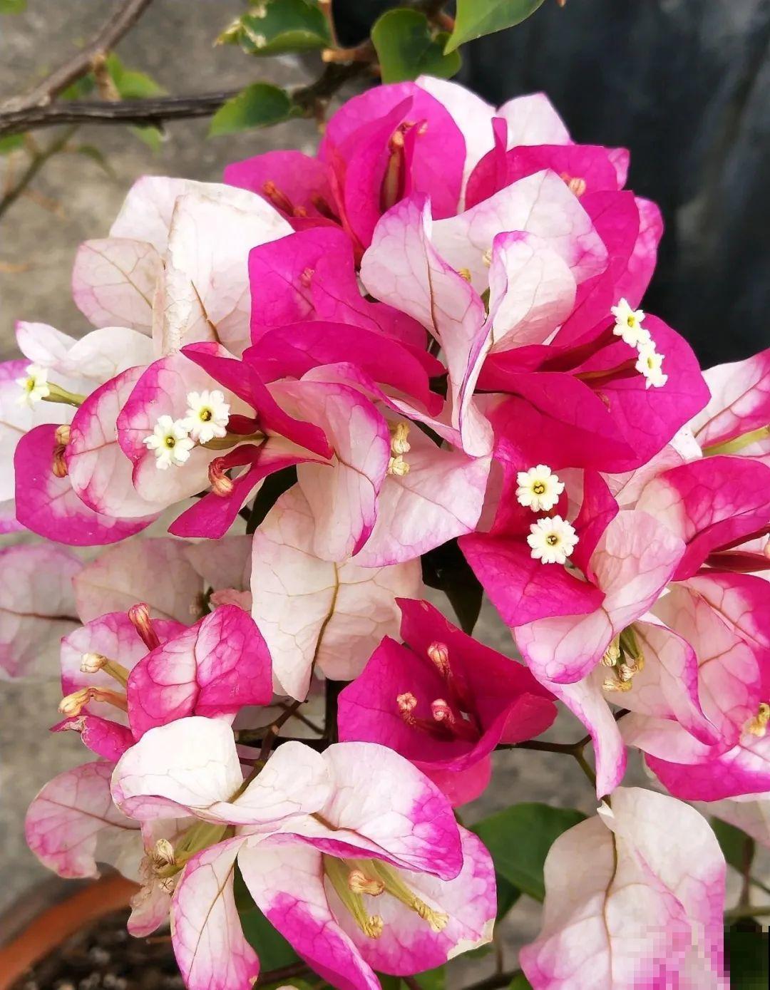 秋天养10种花，个个美得像油画，特别上档次！