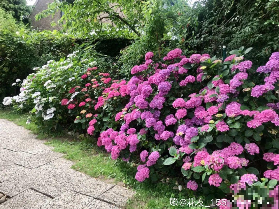 10种耐阴花，放在角落里，开花长成大树！