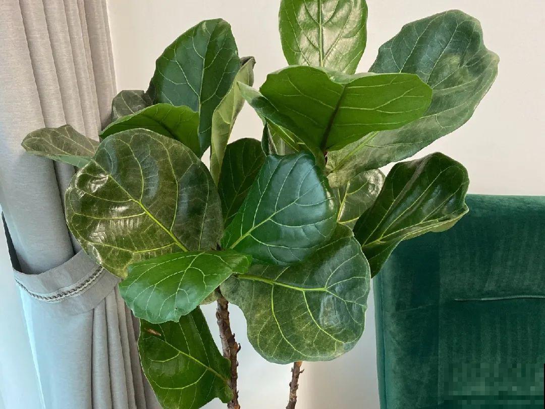 龟背竹是“吸废气”高手，家里放一盆，门窗紧闭也能空气清新！