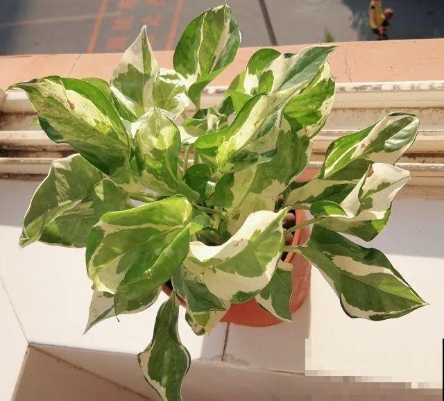 秋天养10种花，个个美得像油画，特别上档次！