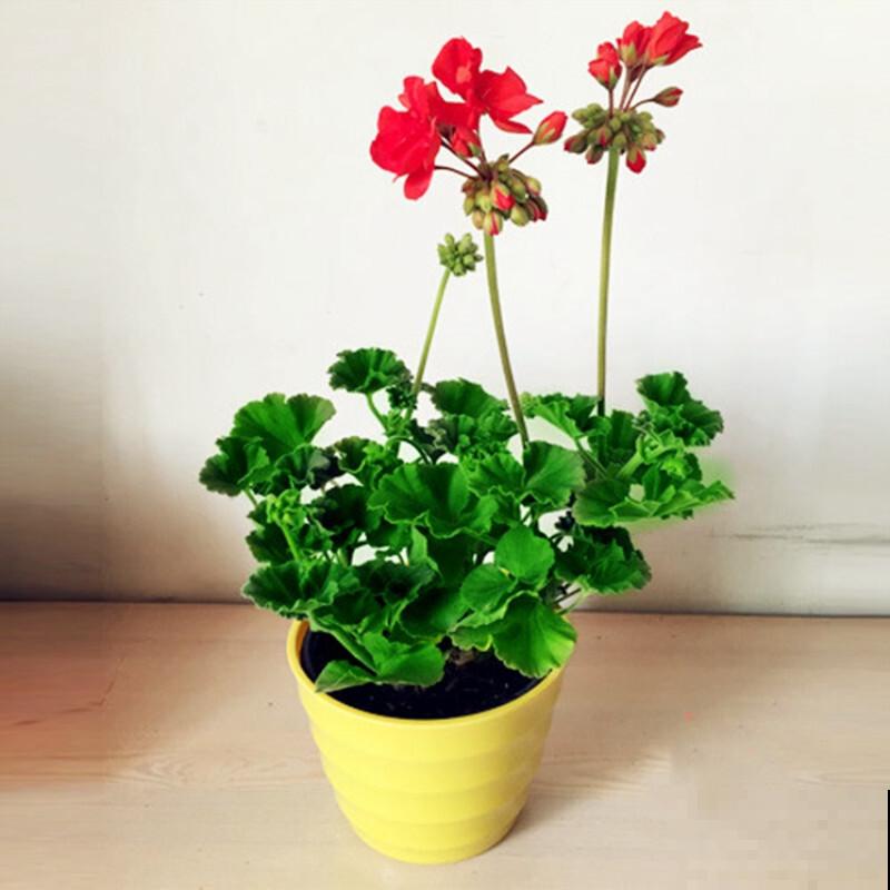 秋天养花就得折腾,修剪换盆施肥,一个工作都不能少! 秋天养花就得折腾,修剪换盆施肥,一个工作都不能少!