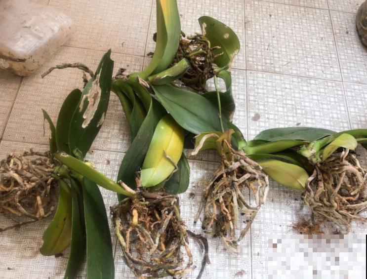 路边也能捡到“宝”,回家养一养,开成宝贝花! 路边也能捡到“宝”,回家养一养,开成宝贝花!