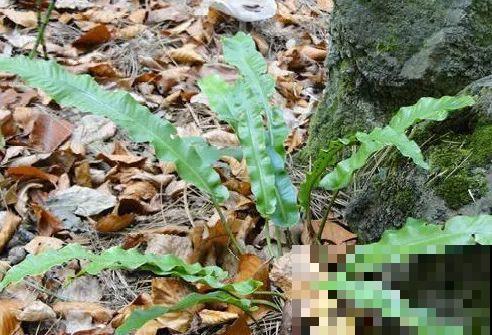 山上的雪莲,说摘就摘? 山上的雪莲,说摘就摘?