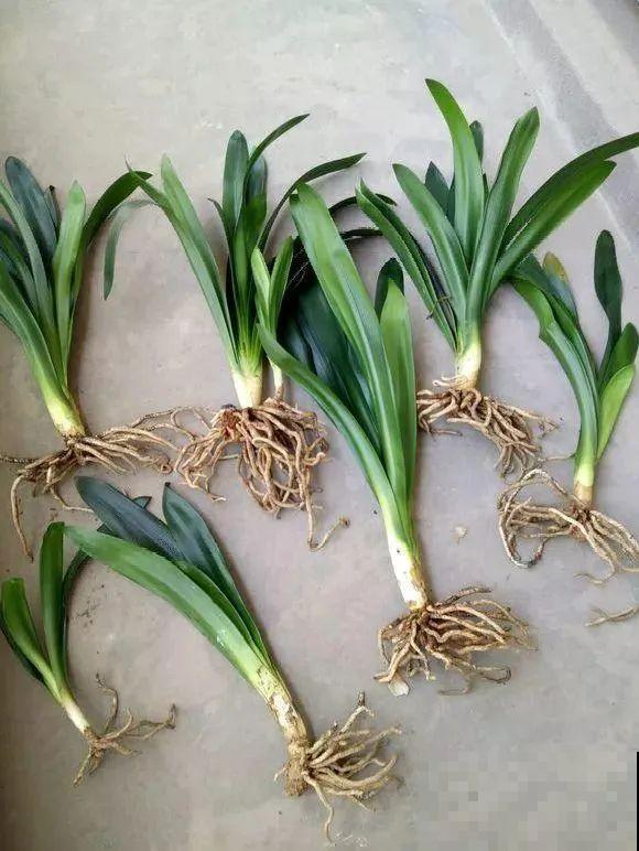 8种花换盆,换好了生一堆,换错立马死! 8种花换盆,换好了生一堆,换错立马死!