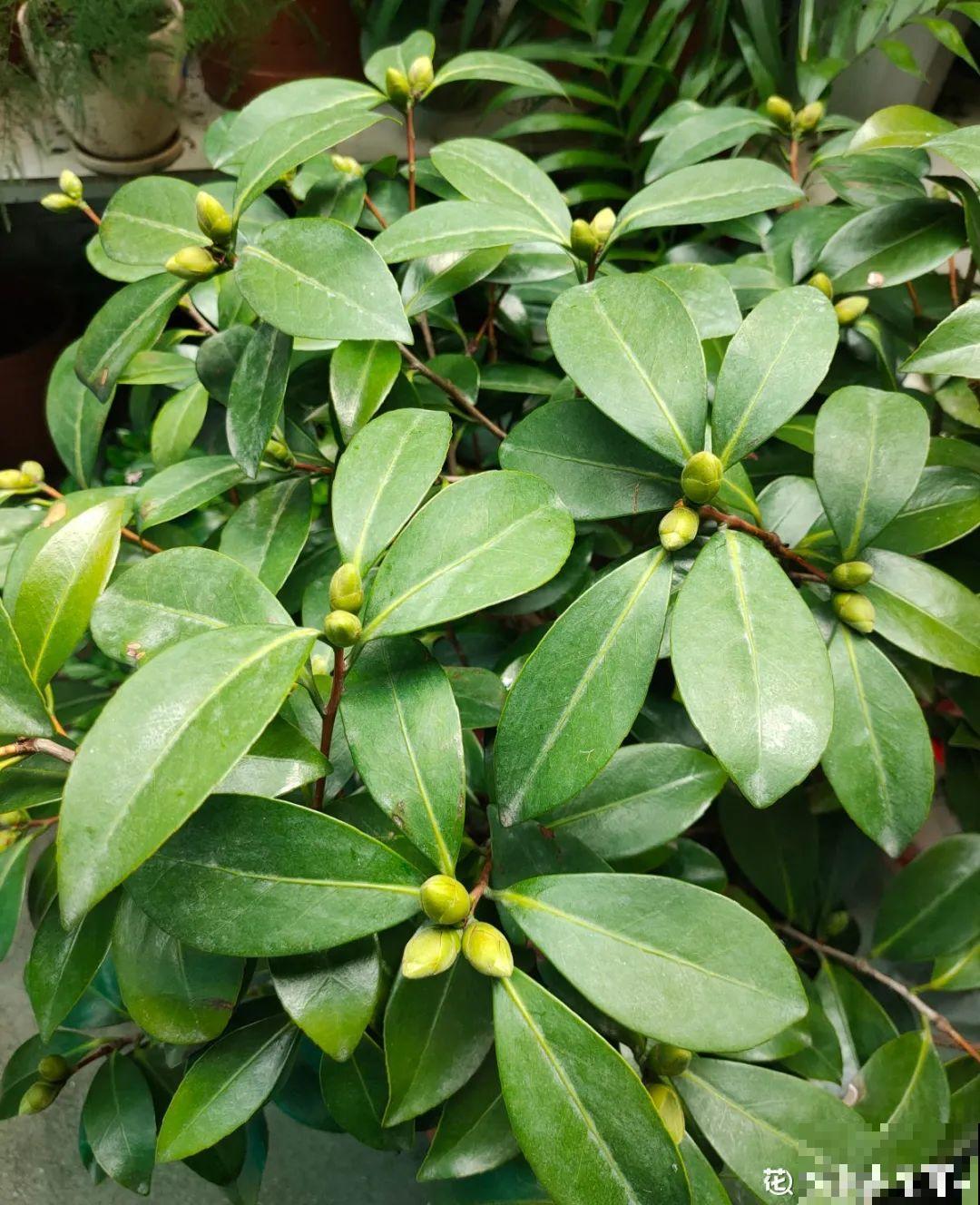 立秋后养花,8个注意事项,把花养的像白菜! 立秋后养花,8个注意事项,把花养的像白菜!