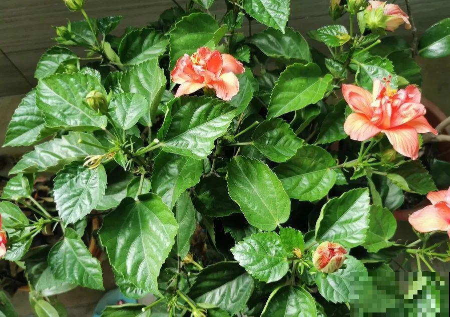 9月后就养这些花,比绿萝好养,疯狂开花到明年! 9月后就养这些花,比绿萝好养,疯狂开花到明年!