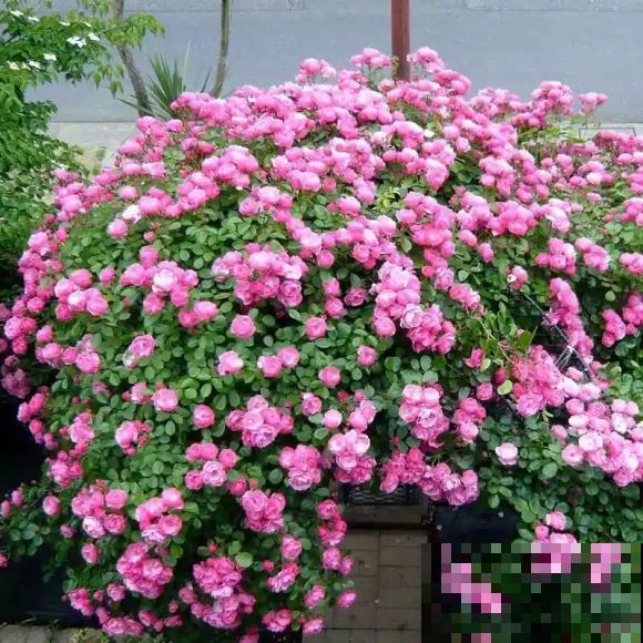 藤本月季,天使安吉拉,一年四季花开满墙! 藤本月季,天使安吉拉,一年四季花开满墙!