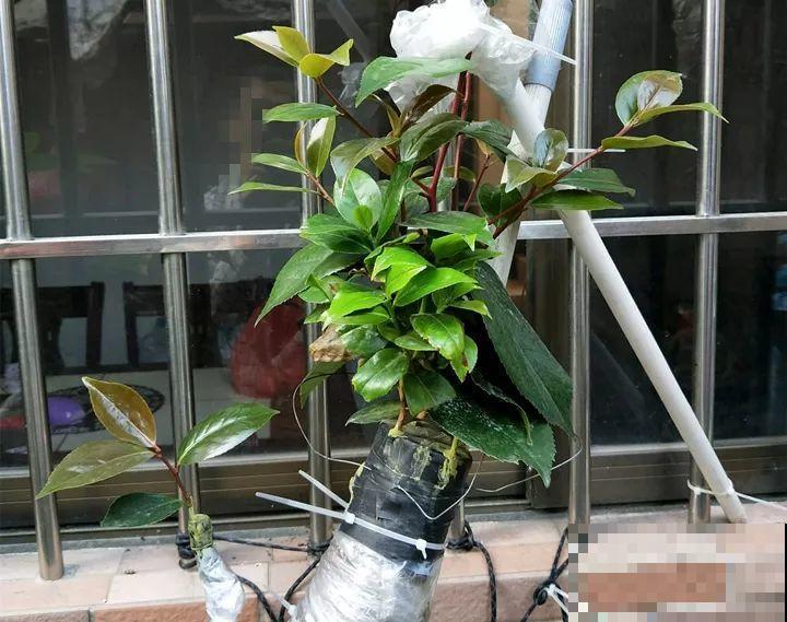 嫁接达人,玉树嫁接长寿上,花友直呼内行! 嫁接达人,玉树嫁接长寿上,花友直呼内行!