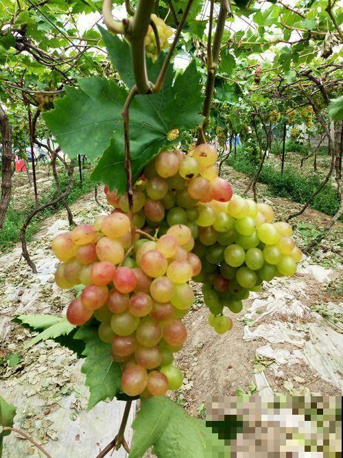 有院子的花友要注意,4种植物易招蛇,最好少养! 有院子的花友要注意,4种植物易招蛇,最好少养!