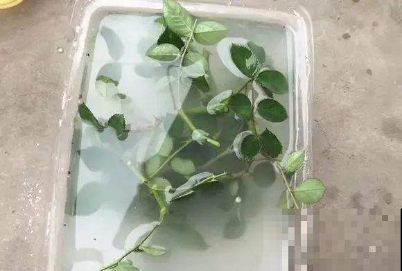 扦插有啥难？1根吸管，插活6盆花，太简单了！