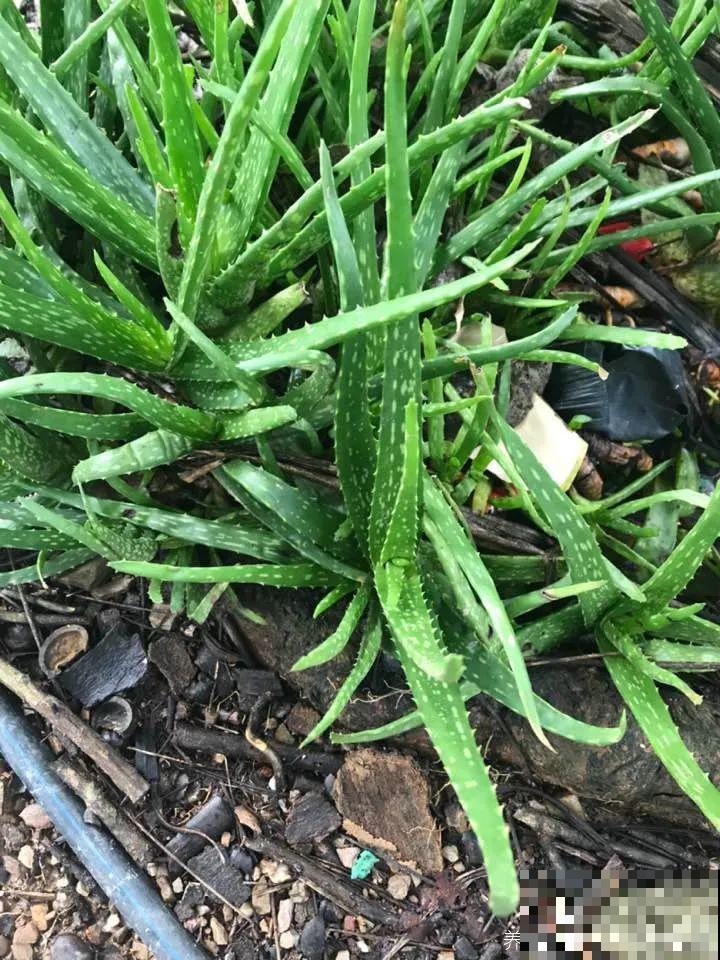 你扔的花,我捡回家,半个月起死回生! 你扔的花,我捡回家,半个月起死回生!