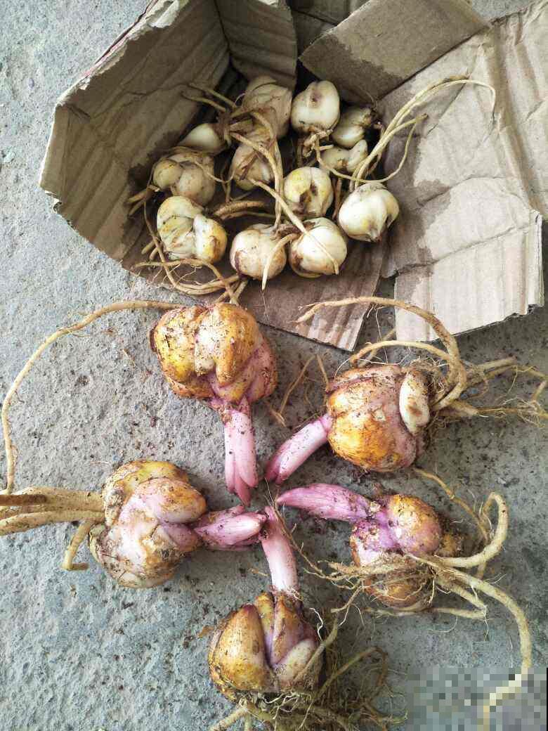 种球开完花,要好好养护,才能继续养大 种球开完花,要好好养护,才能继续养大