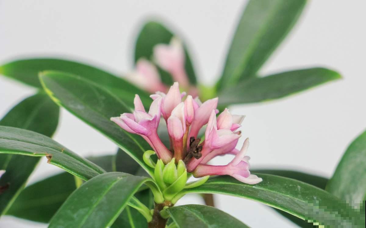 现在养瑞香时节正合适，记住两个“多”，才能开花艳丽