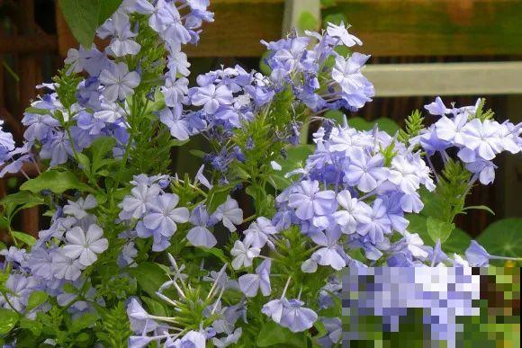 秋天的院子,养点喜欢的花,乐得自在 秋天的院子,养点喜欢的花,乐得自在