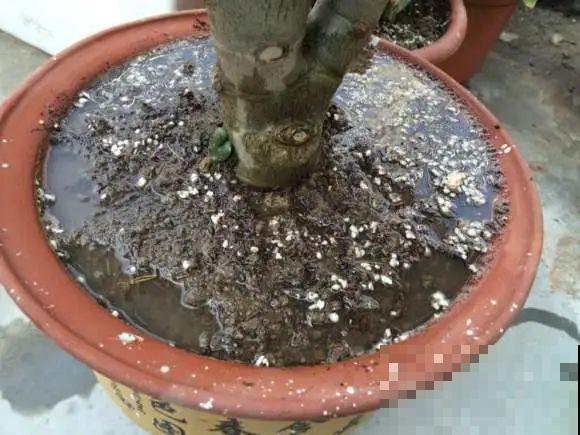 养花不一定要用大花盆，8种花要换小盆，挤着养才能长好