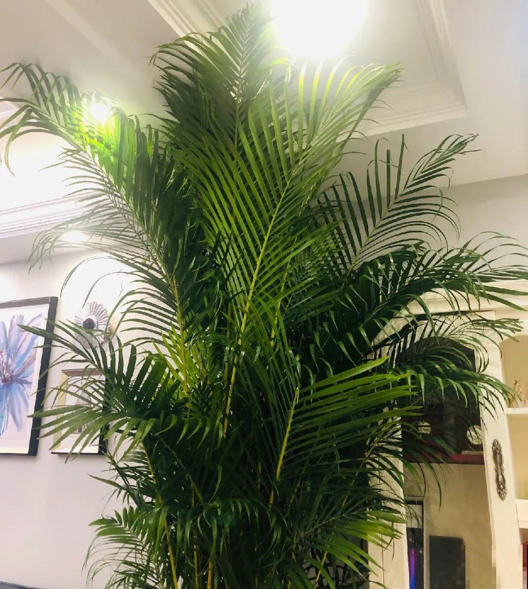 龟背竹是“吸废气”高手，家里放一盆，门窗紧闭也能空气清新！