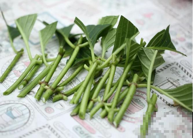 扦插最佳时期到了,有这花赶紧插,沾土就能活! 扦插最佳时期到了,有这花赶紧插,沾土就能活!