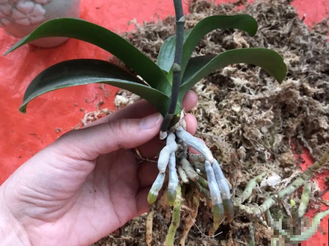 这花千万别换盆，小心一换就死！