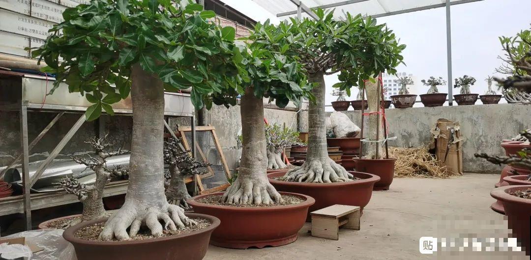 沙漠玫瑰太能长，足足100斤，1个人差点搬不动！