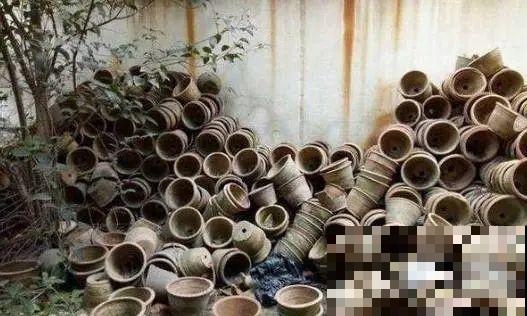 路边也能捡到“宝”,回家养一养,开成宝贝花! 路边也能捡到“宝”,回家养一养,开成宝贝花!