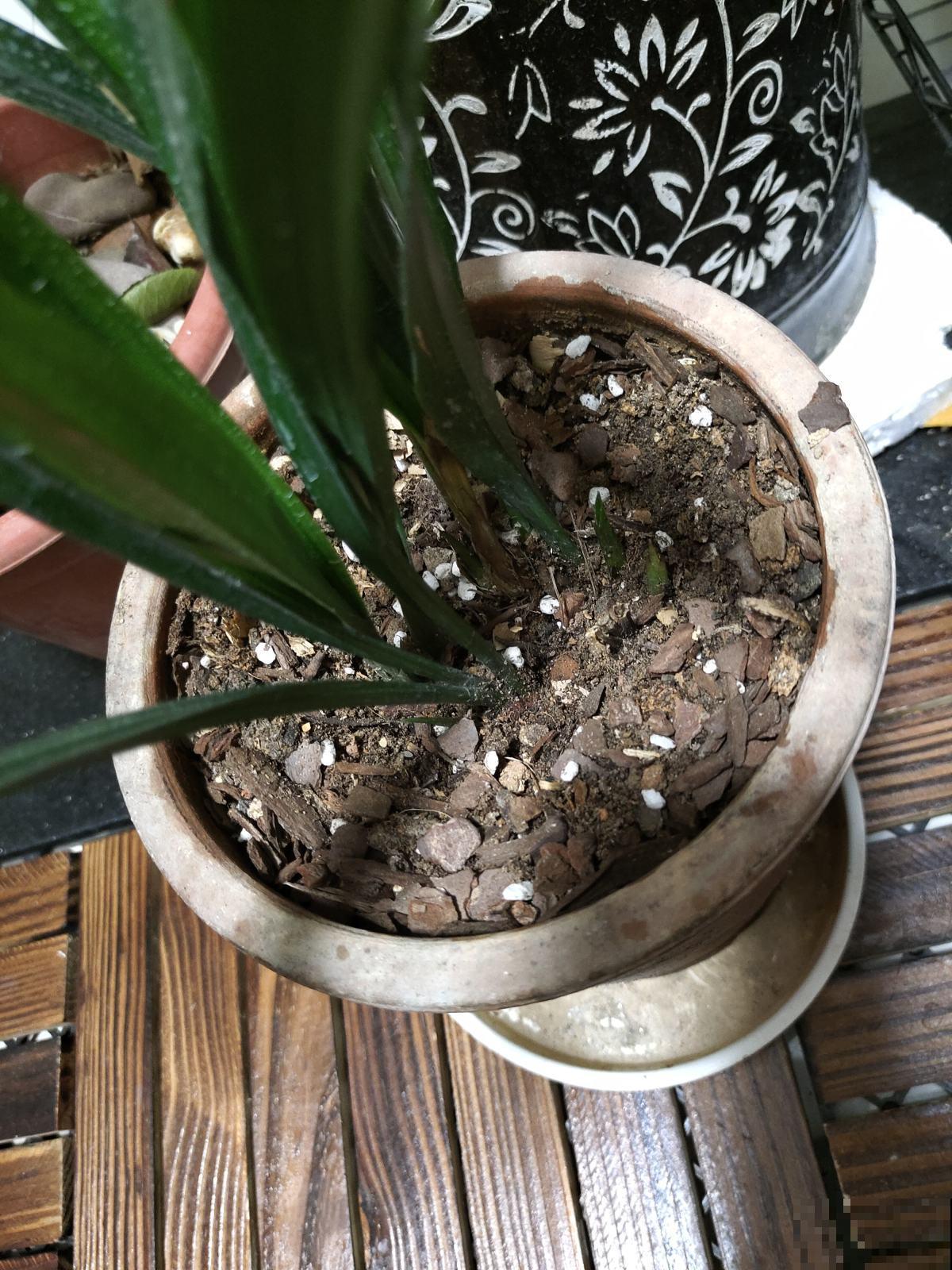 秋天养花,5个工作要提上日程,完了明年也不开花 秋天养花,5个工作要提上日程,完了明年也不开花