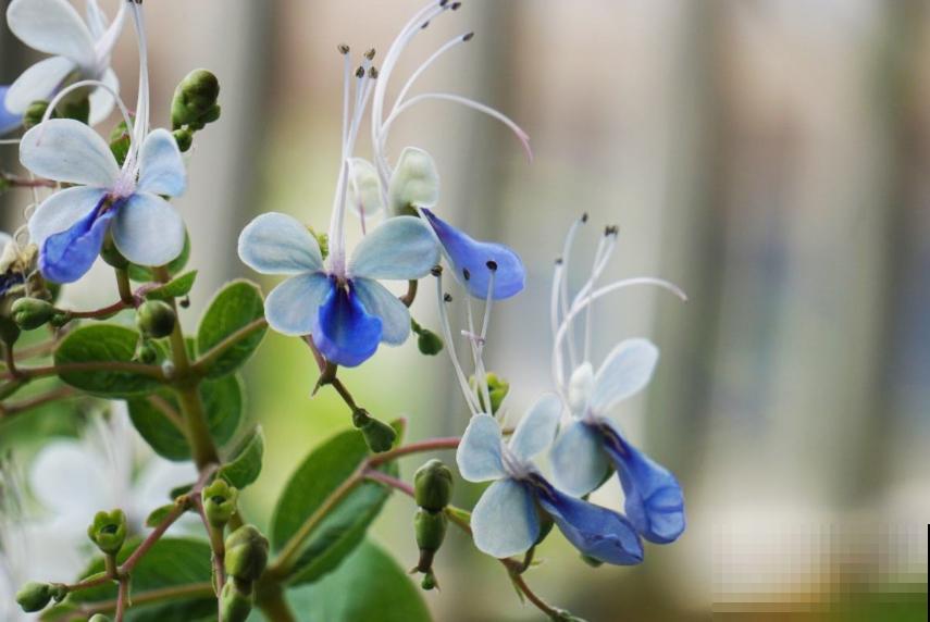 5种名字叫蝴蝶的花，全认识的没几个，最后一种长得太像了！