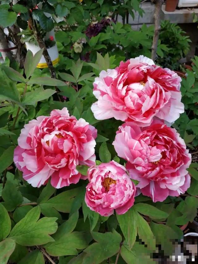 寿命最长的花，10岁养到100岁，够你养一辈子！