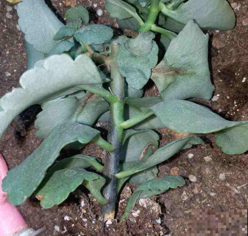 遇到玄灰蝶要小心,赶快防护,泛滥之后让你哭! 遇到玄灰蝶要小心,赶快防护,泛滥之后让你哭!