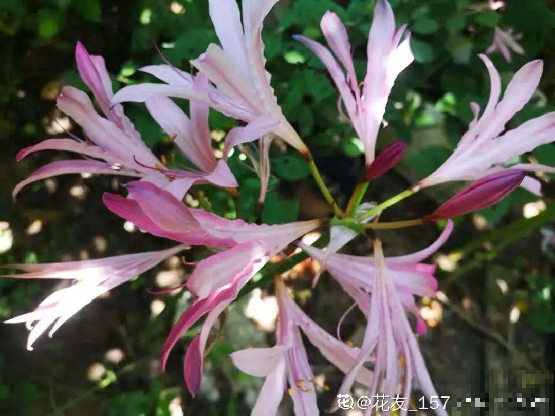 20种有毒花,出门别乱摘,有小孩的特别注意 20种有毒花,出门别乱摘,有小孩的特别注意