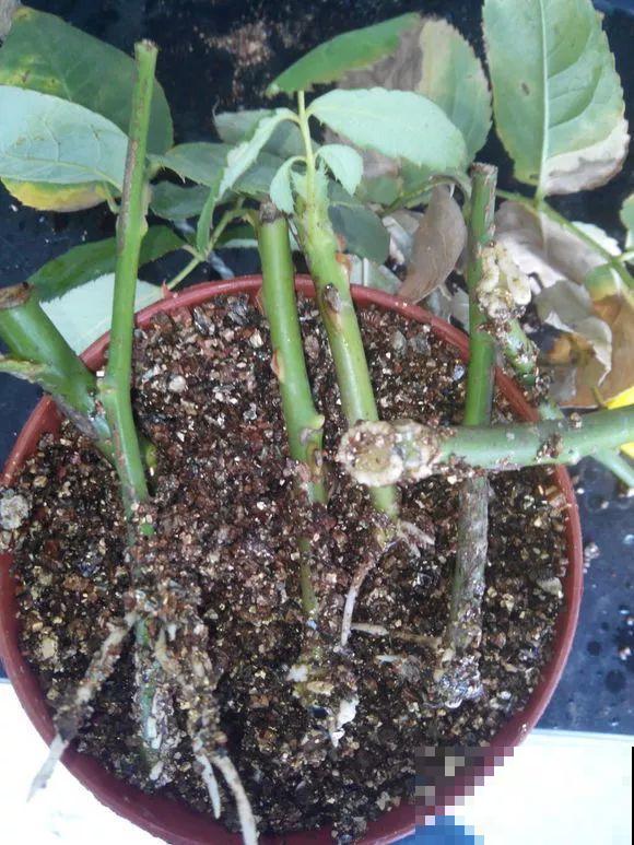 旧筷子、老干妈瓶，都是养花宝贝，做盆浇水都能用！