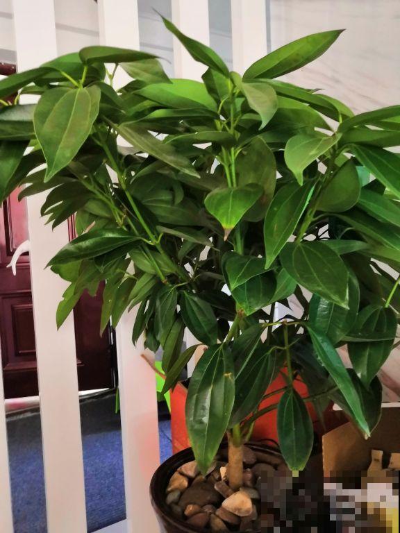 多肉度夏后,剪一刀消消毒,安全度过秋老虎 多肉度夏后,剪一刀消消毒,安全度过秋老虎