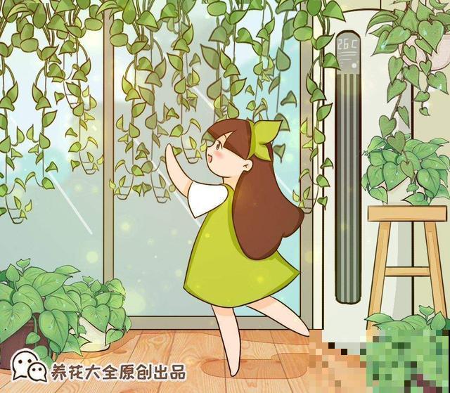 急性子人，就养这4种花，一周长好，棵棵爆盆